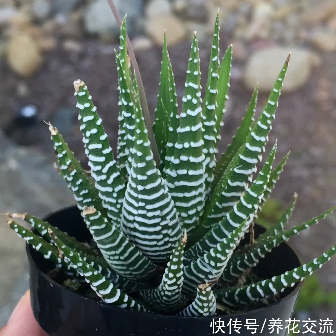 玉树|新手养好盆栽多肉的几个秘诀，选些好养的品种也是极其关键的