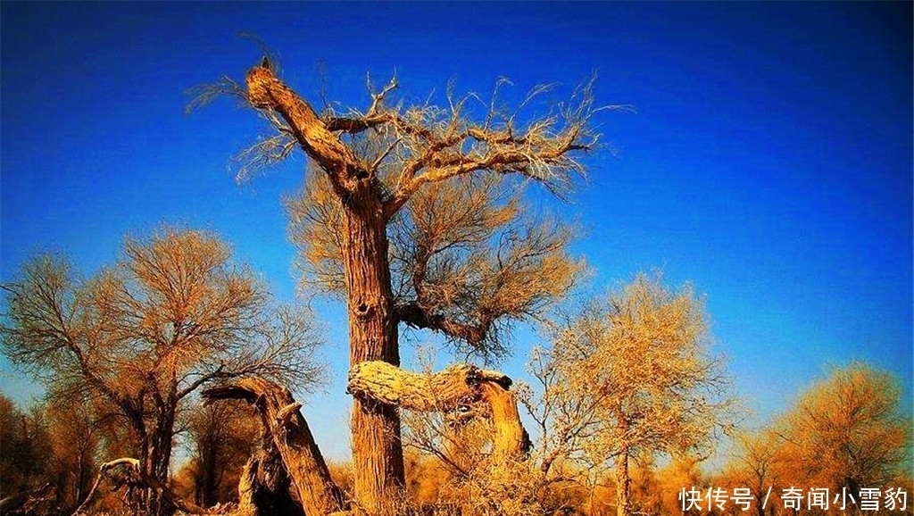 胡杨|塔克拉玛干沙漠有种会装死的树,一遇到水就起死回生,世界罕见