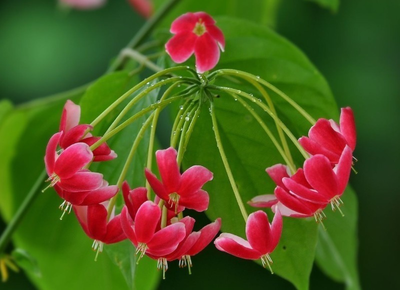 墙头几株“使君子”,垂头羞红惹人爱!花儿有红有粉,最是漂亮!