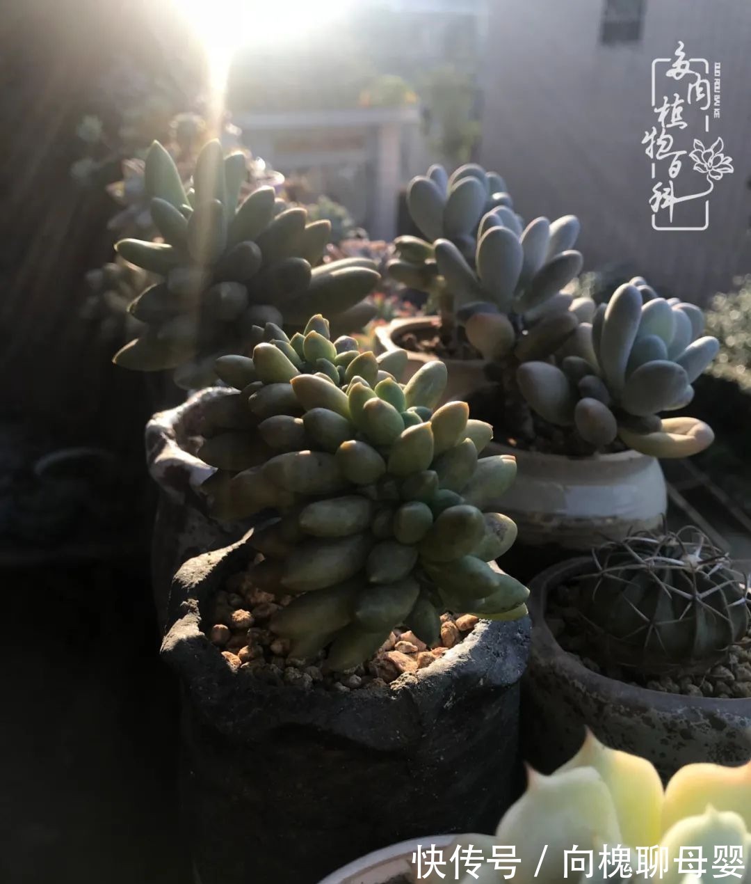 一种爱好就是一种境界，养花养多肉可以培养一个人的心境！