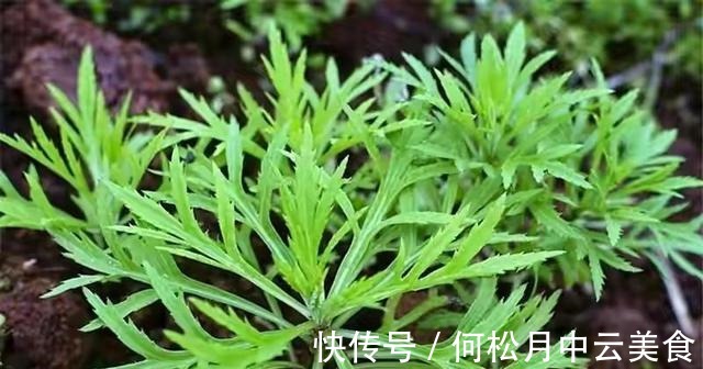 江南人|60种常见野菜,高清大图,收集全了真不容易!