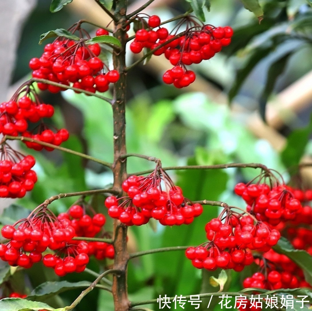 365天都可以观果,寓意还好,富贵籽的养护方法和管理技巧分享