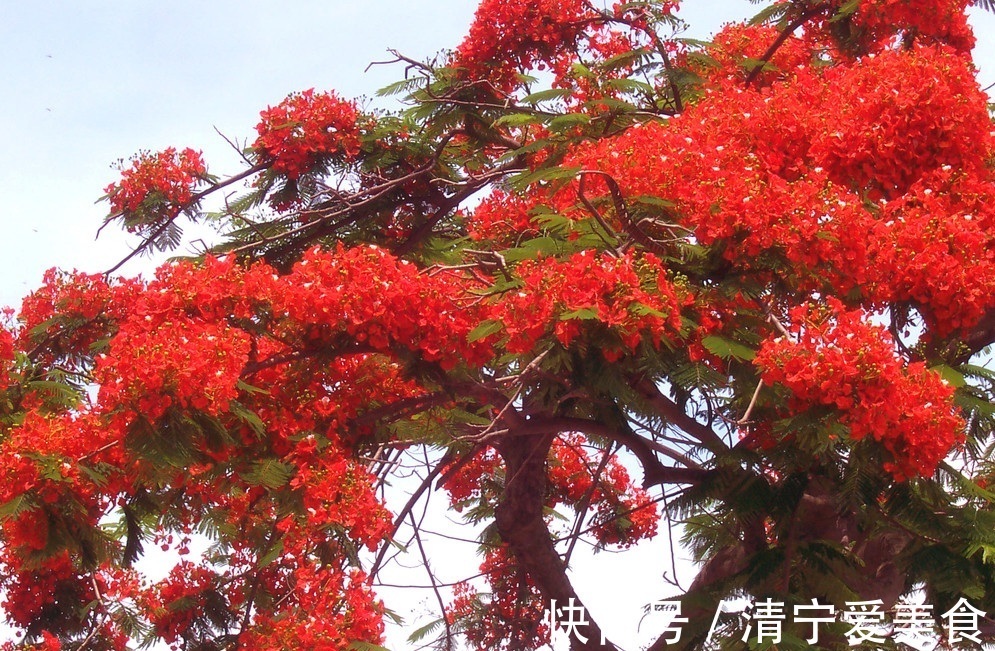 此花是代表了离别和思念的花,是夏日的分别,也是夏日的悲伤