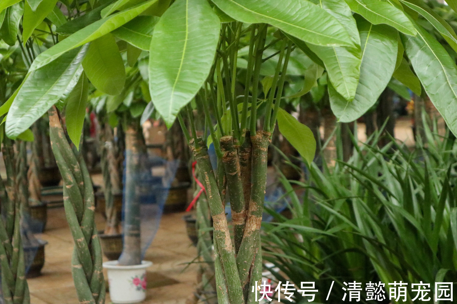 发财树有“三怕两不喜”,难怪怎么都养不活,看了可规避