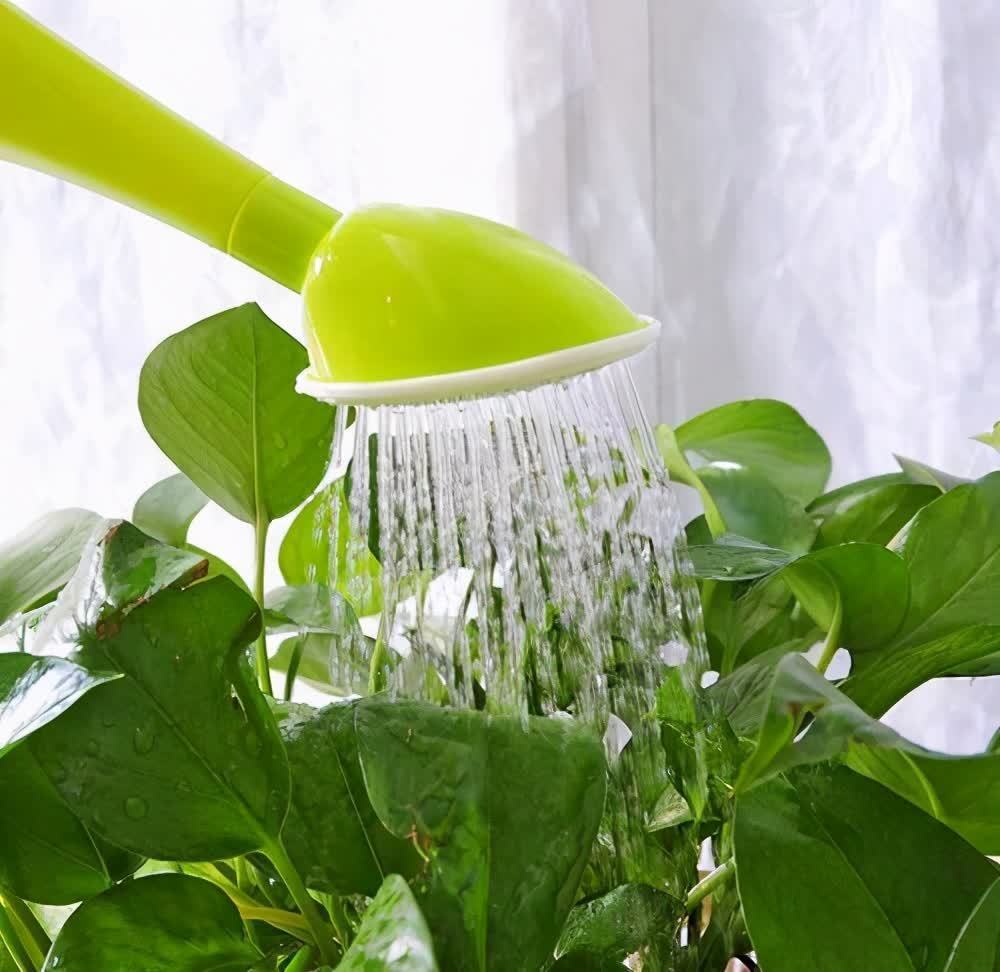 春天养花，必备5种“小东西”，简单有条理，养花一级棒