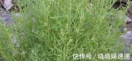 副作用|碱蓬菜这种野菜,营养价值极高,很多人当成普通的菜!可惜了