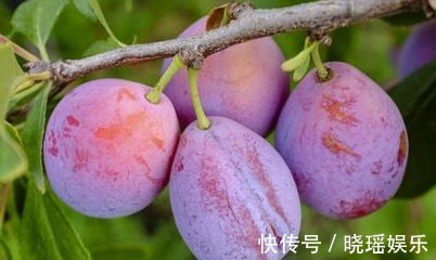 矿物质元素|对女人最好的水果，用它榨汁每天喝一杯，排毒美容、补血、抗衰老