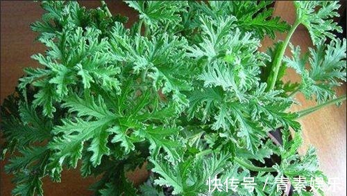 蚊虫讨厌的5种花，气味“很个别”，只要不嫌弃，多养几盆很管用