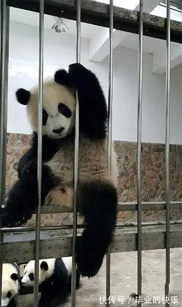 |搞笑动物越狱失败,原因为太胖、太笨、顾头不顾腚