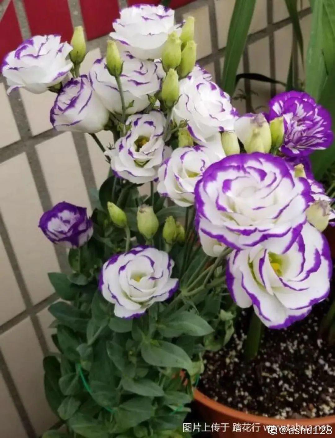 蕾丝|30种夏天花,热不死、晒不死,大半年都开花,还没病虫害