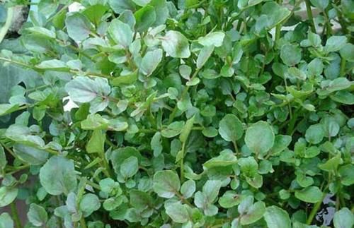 食物|女性推荐常吃的食物，养血美颜、减缓肌肤衰老，爱吃就赚了