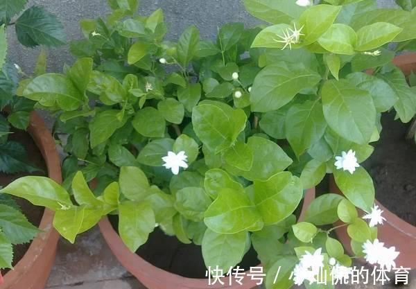 农历十一月大雪过后,养什么花?家里养3种花,幸福安康富贵吉祥