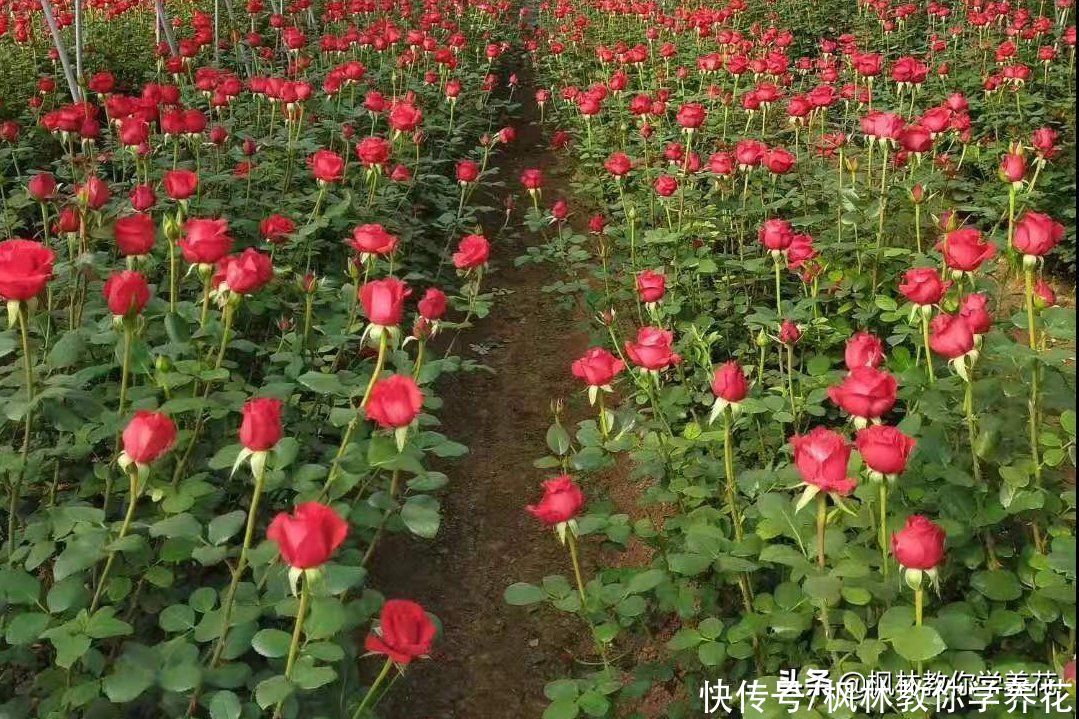 我发现！“月季花”不同“花色”之间，存在品种差异性