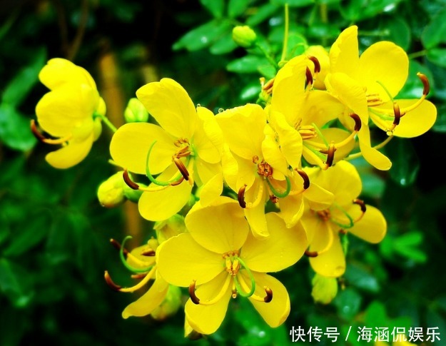 扶桑花|推荐几朵香香花,夏天开花不断,放在室内,香香一整夏,花开艳丽