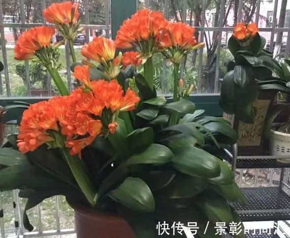 君子兰|阿婆的“君子兰”养了十多年,年年出新芽,年年开爆花,咋养的?