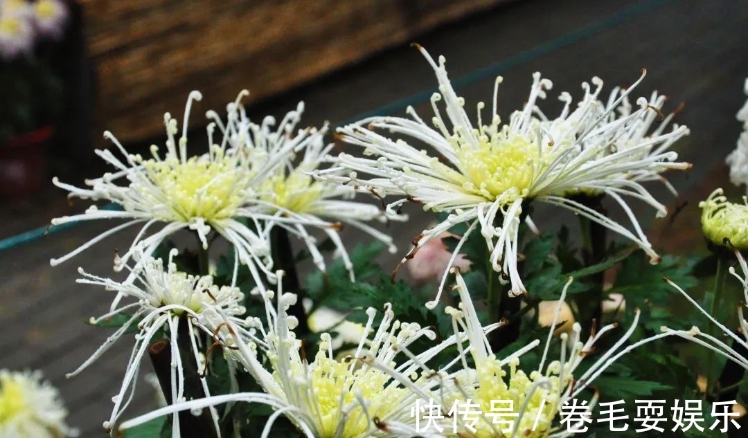 独本菊|心素如简，人淡如菊，植物园里感受菊之意境