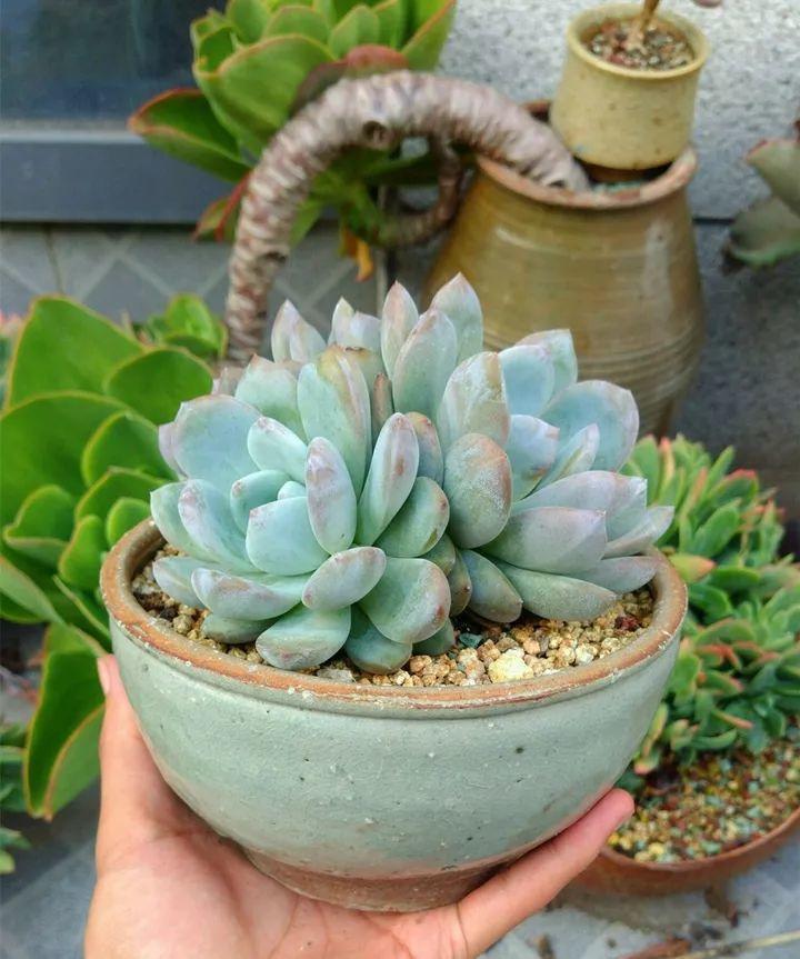 他用菜坛子种多肉，1分不花，呼呼长成“大米饭”！