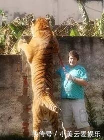  李逵|武松比李逵厉害：为何李逵打死4只虎，武松拼命才弄死1只？