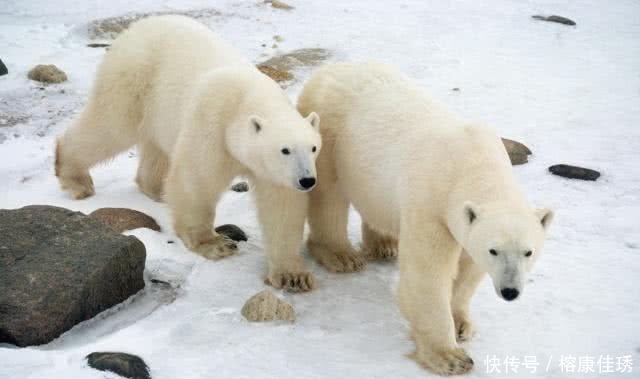冰淇淋|十个冷知识!国外冰淇淋非常出名,但是冰淇淋是我国在元朝发明的