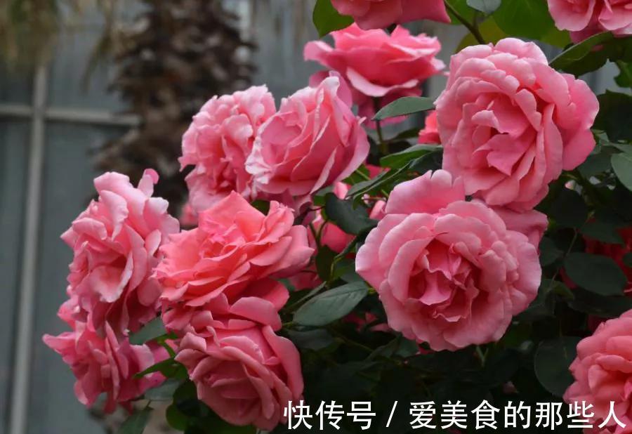 月季和玫瑰很相似,除了养花高手,很少有人分得清,你能区分吗