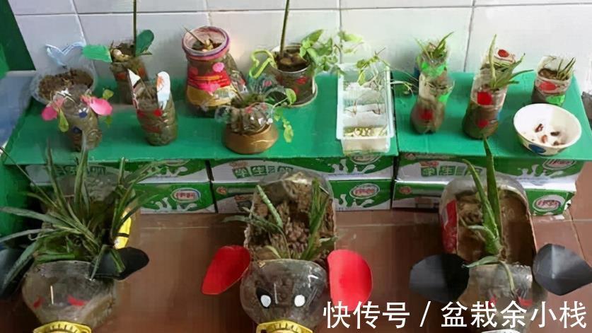 要务|塑料瓶养花的妙用，选花盆的第一要务是什么