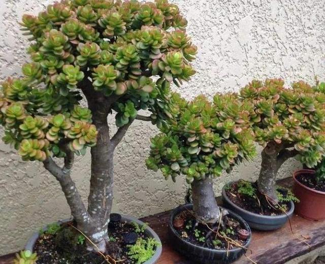 看着“丑”的3种花，放家里却能“镇宅”，还吸甲醛，值得养！