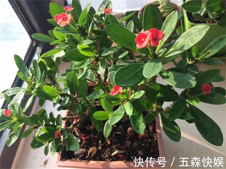 四种不宜养在室内的花，长得好看，却带毒，尽量别养在室内