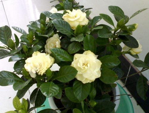 长虫害|最厉害的养花营养液给花喝一勺,不烂根,新叶蹭蹭长不停!