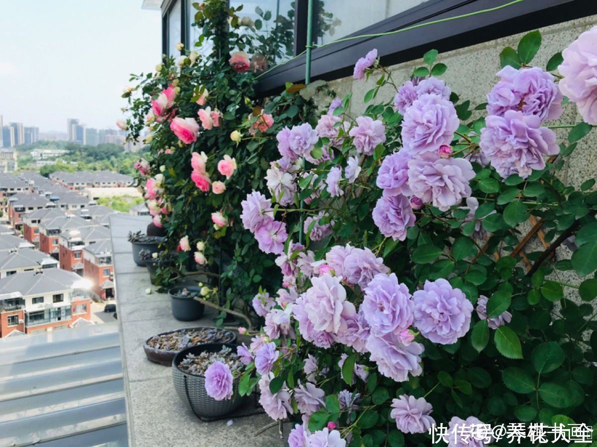 农村人的院子超上档次，种花不在多，关键是选好品种