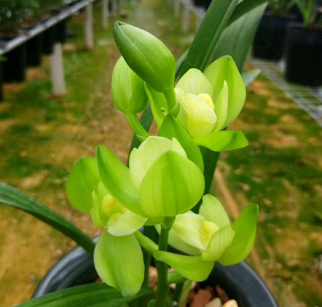 新手养兰花，把握几个关键点，兰花不黄叶烂根易出水晶头