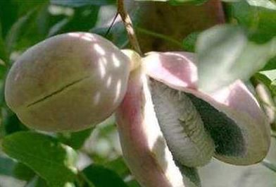 榴莲|农村这种野果,比榴莲还好吃,20元1斤的稀罕水果,你吃过吗?