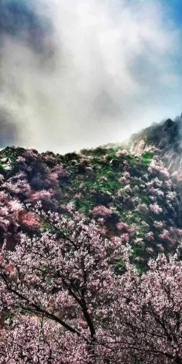 “暖风送春来，雨红杏花香”——中国最美杏花村！