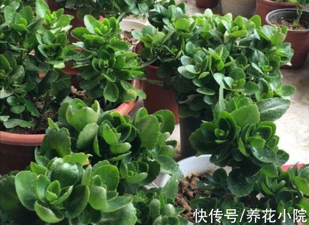 11月长寿花开始孕蕾，及时做4件事，让枝头花苞长更稠密