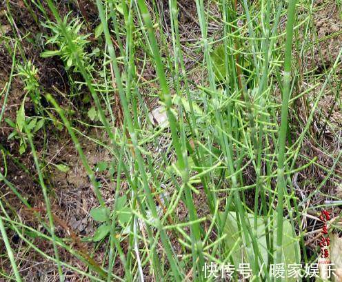 节草|农村这种“野草”随处可见,100斤竟能卖到2000块!