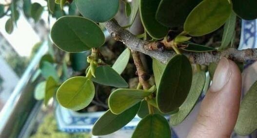 养“马齿苋树”，用点“它”，叶绿如玉，枝粗壮，1年就能成老桩！