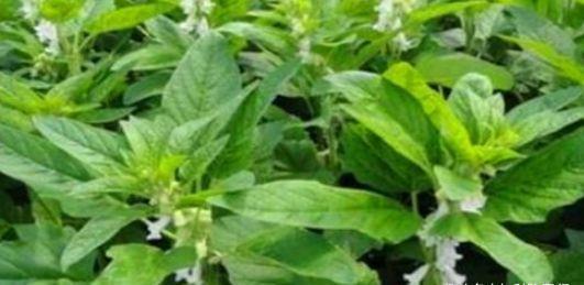 四季豆|夏天不妨常吃3种食物,缓解头痛,补血益气,去皱消斑,早知早好