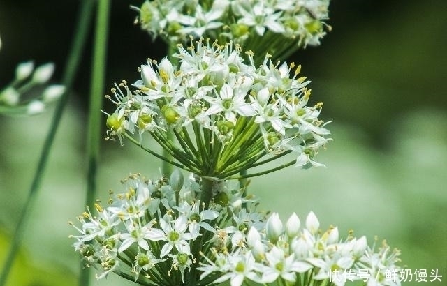 肝脏|男人“肾虚”,不妨常用1物泡水喝,可能会“悄悄”收获5个好处