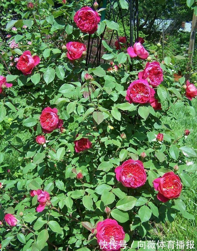 精品玫瑰“布里顿玫瑰”,红艳欲滴,高贵艳丽,你值得拥有!