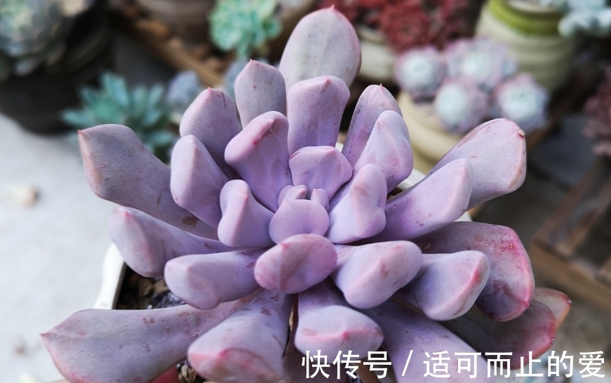 以爱神丘比特为名的多肉,不仅非常好养,养好了叶片还会变成心形