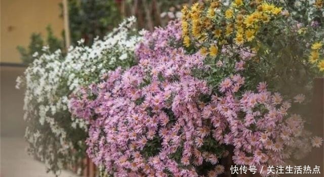 旧农舍改造成花园,一年四季花开不断,邻居看了羡慕的不得了!