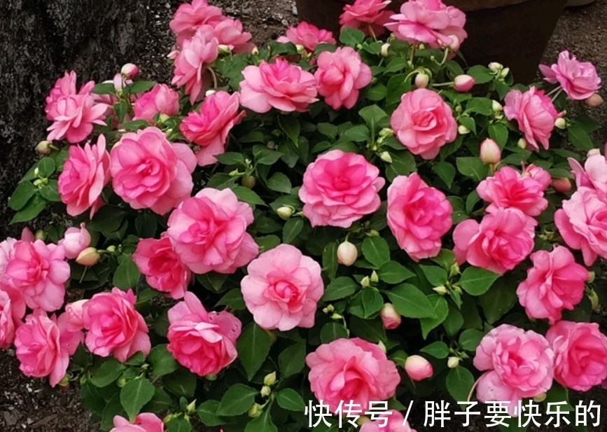 木香花木香花|庭院选这几款花,花姿妖娆,花开娇艳美不胜收,一年四季都赏花