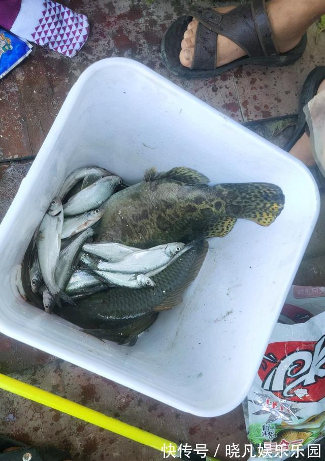 放生|岳阳钓友钓起罕见老鳜鱼,因太大半路被憋死,网友:是我就放生了