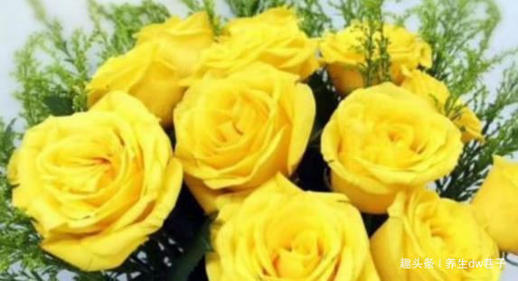 喜欢菊花,就养盆“精品玫瑰”金香玉,花开如桃吐丹霞,亲切妖娆