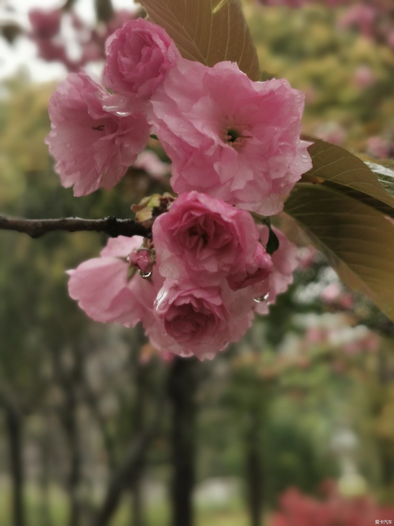 雨中盛开的樱花