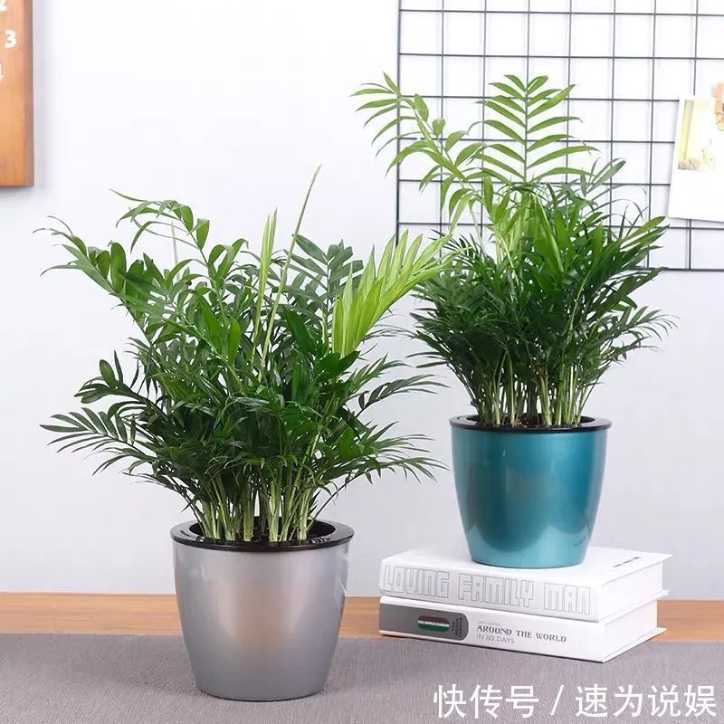 此5种植物,堪称“净化利器”,好养又好看,绿萝只能排第4