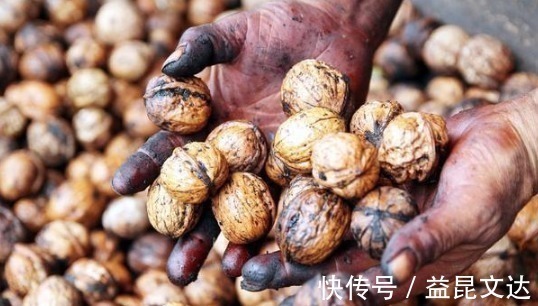 有机肥|花店老板说往绿萝君子兰盆里塞点它,叶子黑亮,疯狂开花!