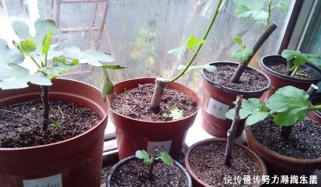 枝条|多种树木都想富!「三种树」随手掰一枝,插土生根,来年可以结果