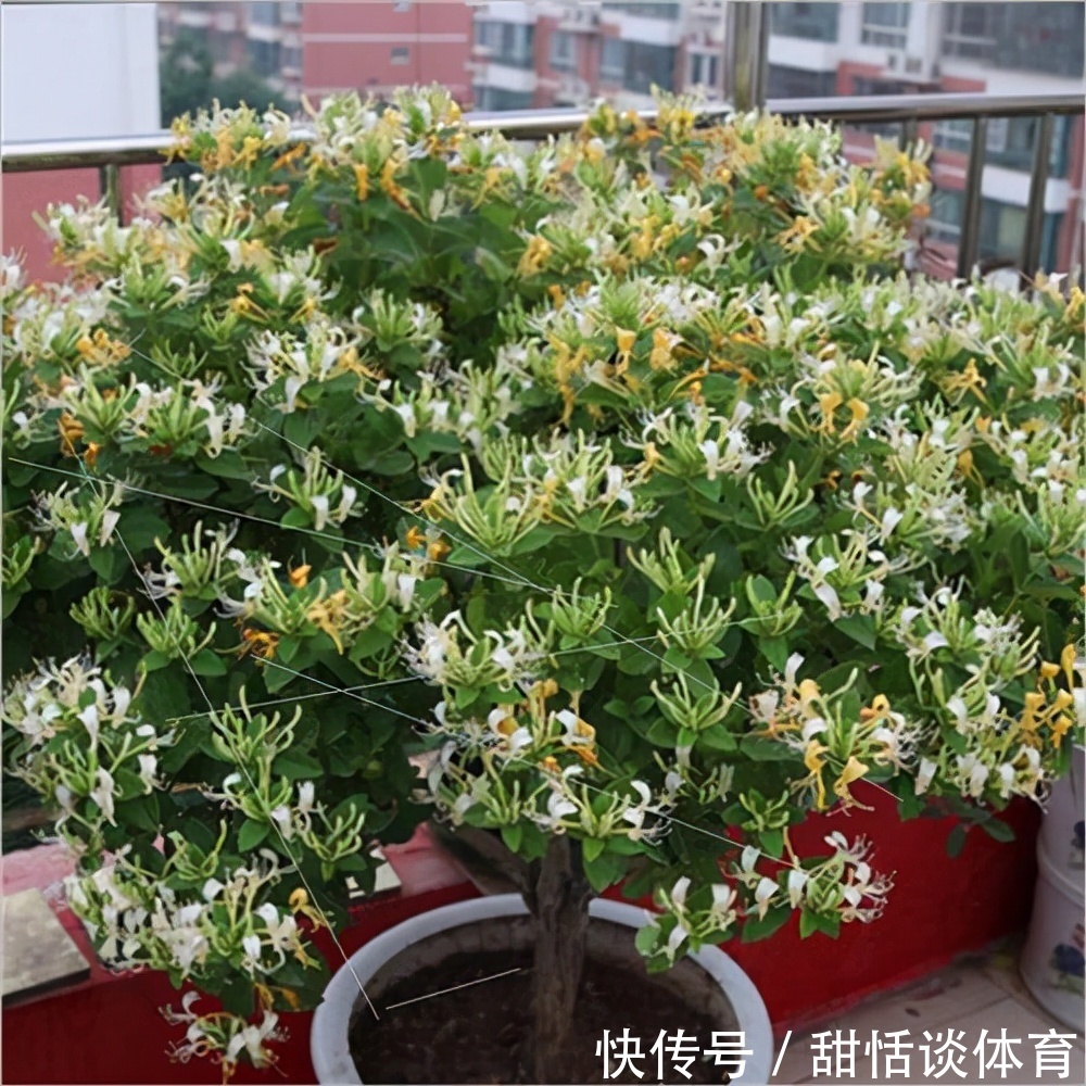 5种“养人花”，你养着它，它也养着你，家里空气清新，人健康