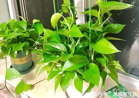 扦插绿萝谨记这4步简单操作,生根速度快、爆盆效果好!