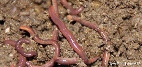 初春是钓大板鲫的“黄金季节”,找对位置用对鱼饵板鲫拉不停!